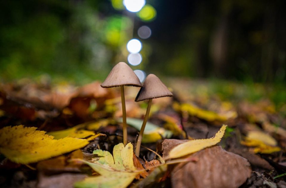 4 Things to Know Before Taking Shrooms