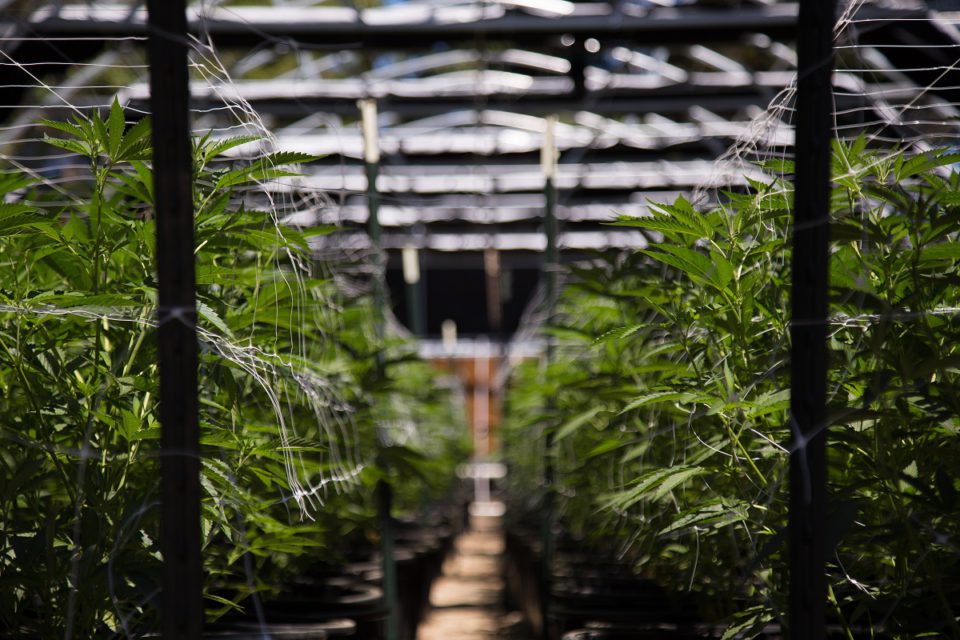 California cannabis cultivation at its finest. A close up of the
