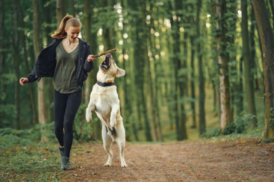 Some Essential Tips and Tricks for Training Your Dogs to Become Obedient